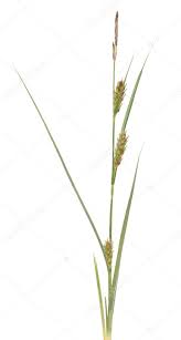 Attēlu rezultāti vaicājumam “Carex hirta”