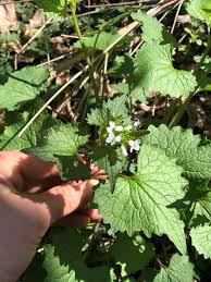 Attēlu rezultāti vaicājumam “Alliaria petiolata leaf”
