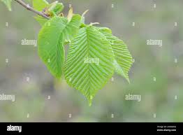 Attēlu rezultāti vaicājumam “Ulmus laevis leaf”
