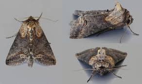 Attēlu rezultāti vaicājumam “Abrostola triplasia”