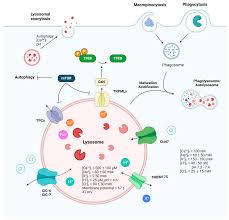 Image result for Channel SC-Weston SM