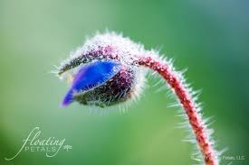 Attēlu rezultāti vaicājumam “Borago officinalis bud”