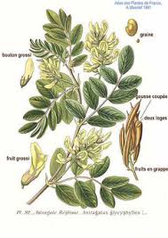 Attēlu rezultāti vaicājumam “Astragalus glycyphyllos flower”