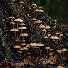 Attēlu rezultāti vaicājumam “Armillaria sp.”