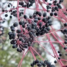 Attēlu rezultāti vaicājumam “Kalopanax septemlobus fruit”