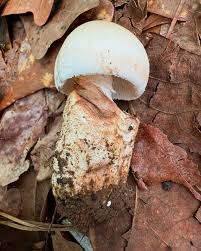 Attēlu rezultāti vaicājumam “Badhamia capsulifera var. arborea sessile”