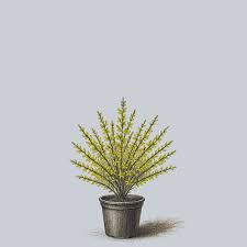 Attēlu rezultāti vaicājumam “Forsythia suspensa”