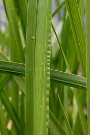 Attēlu rezultāti vaicājumam “Acorus calamus leaf”