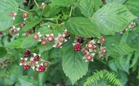 Attēlu rezultāti vaicājumam “Rubus nessensis”