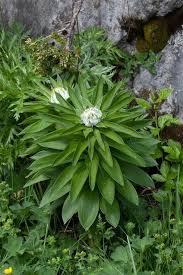Attēlu rezultāti vaicājumam “Lilium martagon leaf”