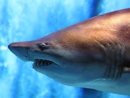 Image result for Carcharias taurus