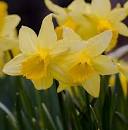 Flowers Gallery » Blog Archive » Daffodils Pictures