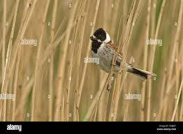 Attēlu rezultāti vaicājumam “Emberiza schoeniclus eggs”