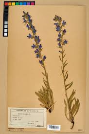 Attēlu rezultāti vaicājumam “Echium vulgare leaf”