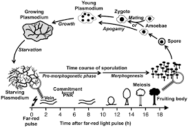 Attēlu rezultāti vaicājumam “Physarum virescens plasmodium”