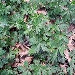 Attēlu rezultāti vaicājumam “Anemone sylvestris leaf”