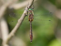 Attēlu rezultāti vaicājumam “Cordulidae”