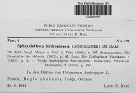 Attēlu rezultāti vaicājumam “Sphacelotheca hydropiperis”