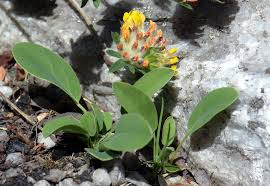 Attēlu rezultāti vaicājumam “Anthyllis maritima”