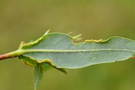 Attēlu rezultāti vaicājumam “Salix purpurea leaf”
