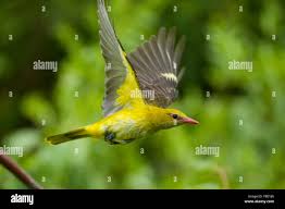 Attēlu rezultāti vaicājumam “Oriolus oriolus female”