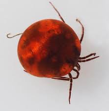 Attēlu rezultāti vaicājumam “Hydrachna”