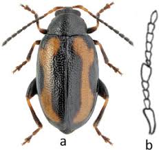 Attēlu rezultāti vaicājumam “Phyllotreta sp.”