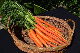 Attēlu rezultāti vaicājumam “Daucus sativus”