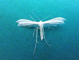 Attēlu rezultāti vaicājumam “Pterophorus pentadactyla”