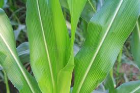 Attēlu rezultāti vaicājumam “Zea mays leaf”
