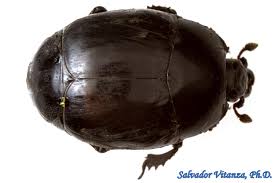 Attēlu rezultāti vaicājumam “Histeridae”