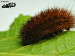 Attēlu rezultāti vaicājumam “Phragmatobia fuliginosa imago”