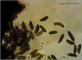 Attēlu rezultāti vaicājumam “Kretzschmaria deusta”