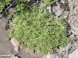 Attēlu rezultāti vaicājumam “Juncus nastanthus”