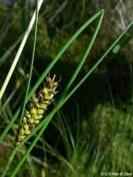 Attēlu rezultāti vaicājumam “Carex lasiocarpa fruit”