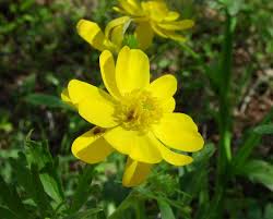 Attēlu rezultāti vaicājumam “Ranunculus mendax flower”