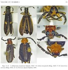 Attēlu rezultāti vaicājumam “Cleridae”