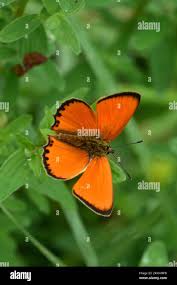 Attēlu rezultāti vaicājumam “Lycaena virgaureae”