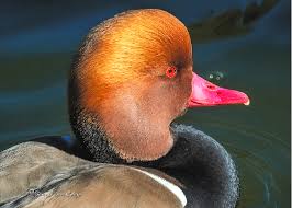 Image result for Netta rufina