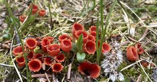 Attēlu rezultāti vaicājumam “Microstoma protracta”