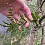 Attēlu rezultāti vaicājumam “Vicia cracca fruit”