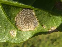 Attēlu rezultāti vaicājumam “Mycosphaerella ulmi”