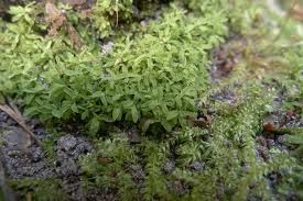 Attēlu rezultāti vaicājumam “Encalypta streptocarpa”