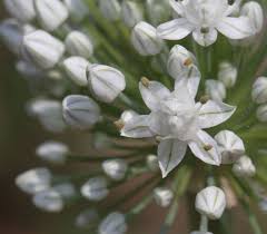 Attēlu rezultāti vaicājumam “Allium cepa flower”