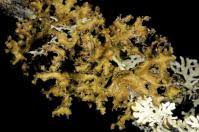 Attēlu rezultāti vaicājumam “Tuckermannopsis chlorophylla”