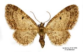 Attēlu rezultāti vaicājumam “Eupithecia tenuiata”