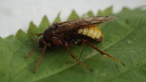 Attēlu rezultāti vaicājumam “Cimbicidae”