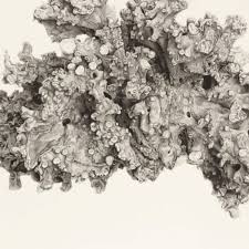 Attēlu rezultāti vaicājumam “Ramalina fastigiata”