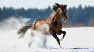 Afbeeldingsresultaat voor paarden