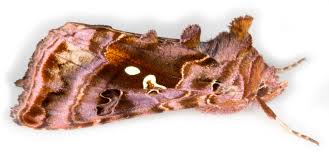 Attēlu rezultāti vaicājumam “Autographa pulchrina”